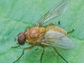 Thricops diaphanus
